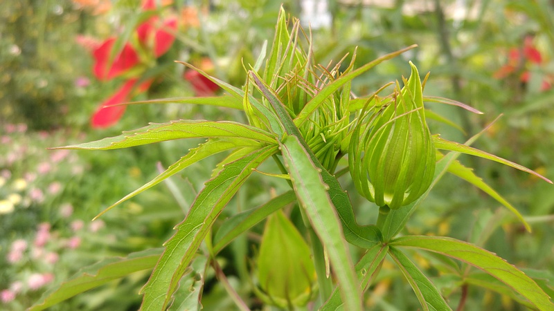 モミジアオイの蕾 川崎市幸区さいわいふるさと公園