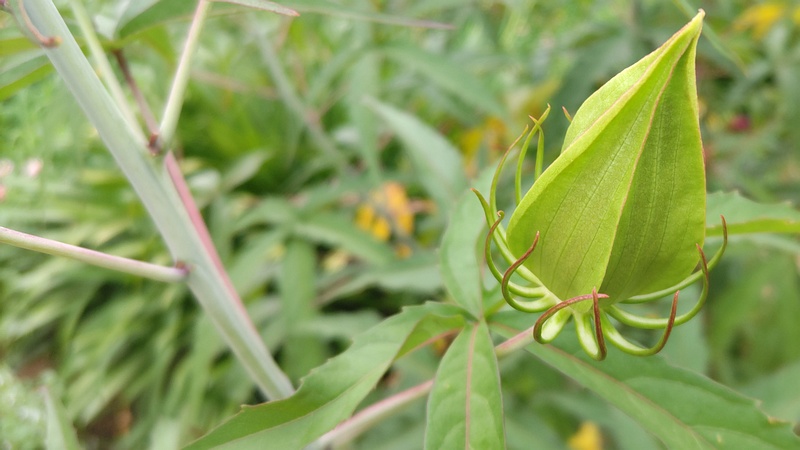 モミジアオイの蕾 川崎市幸区さいわいふるさと公園
