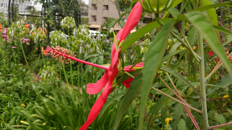モミジアオイの花 川崎市幸区さいわいふるさと公園