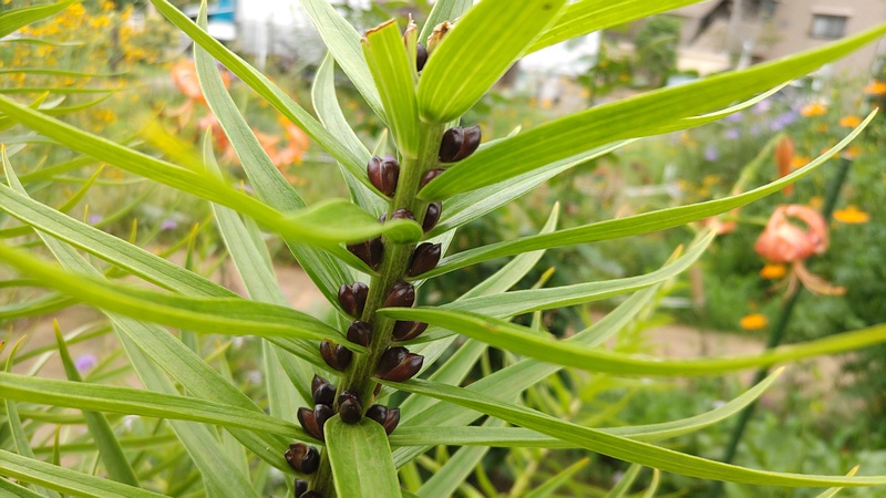 オニユリの珠芽 川崎市幸区さいわいふるさと公園