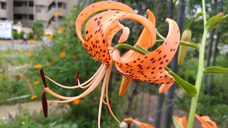 オニユリの花 川崎市幸区さいわいふるさと公園