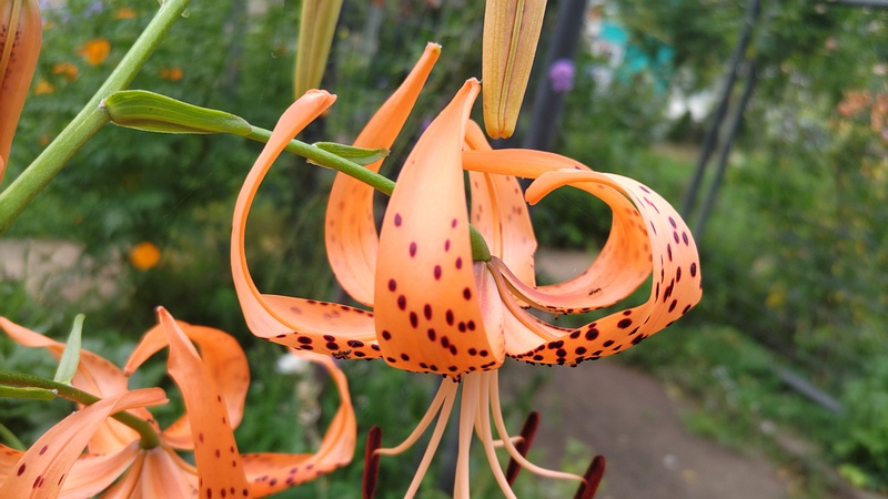 オニユリの花 川崎市幸区さいわいふるさと公園