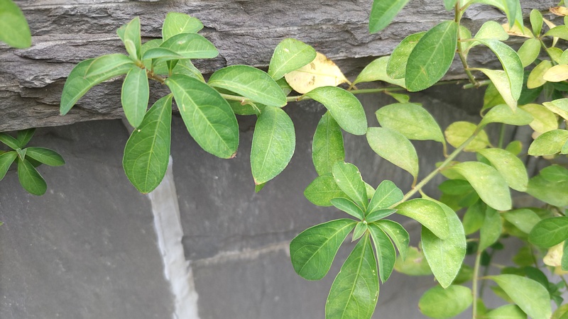 ヘンリーヅタ 川崎市幸区さいわいふるさと公園