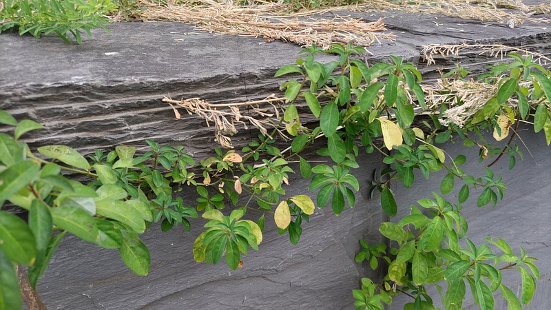 ヘンリーヅタ 川崎市幸区さいわいふるさと公園