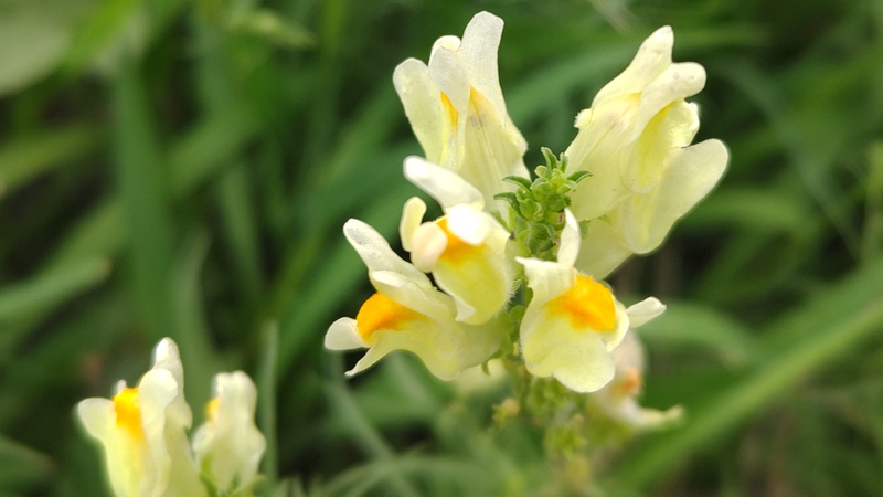 ホソバウンランの花 川崎市幸区さいわいふるさと公園