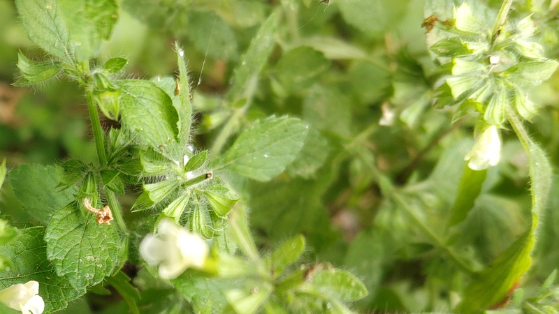 コウスイハッカの花 横浜市旭区希望が丘水の森公園