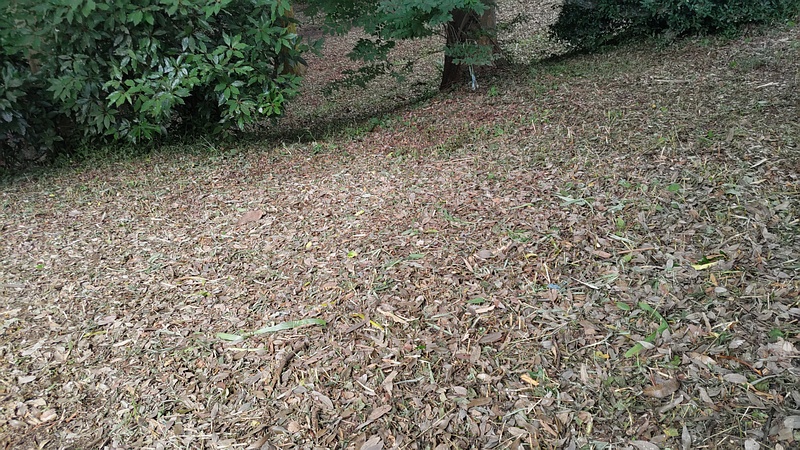 除草跡 横浜市旭区希望が丘水の森公園