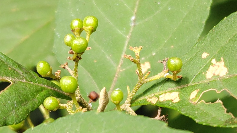 ムラサキシキブの若い果実 横浜市旭区希望が丘水の森公園