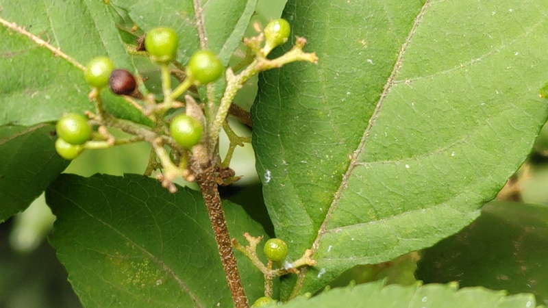 ムラサキシキブの若い果実 横浜市旭区希望が丘水の森公園