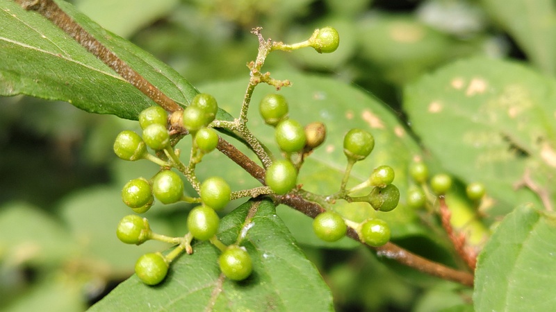 ムラサキシキブの若い果実 横浜市旭区希望が丘水の森公園