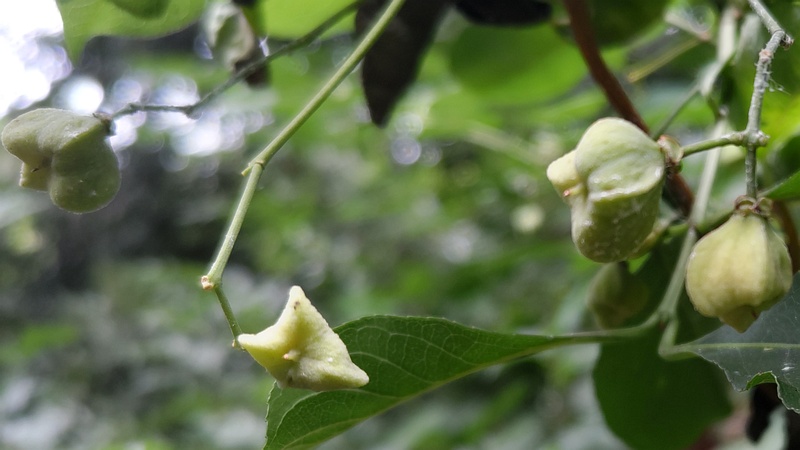 マユミの若い果実 横浜市旭区希望が丘水の森公園