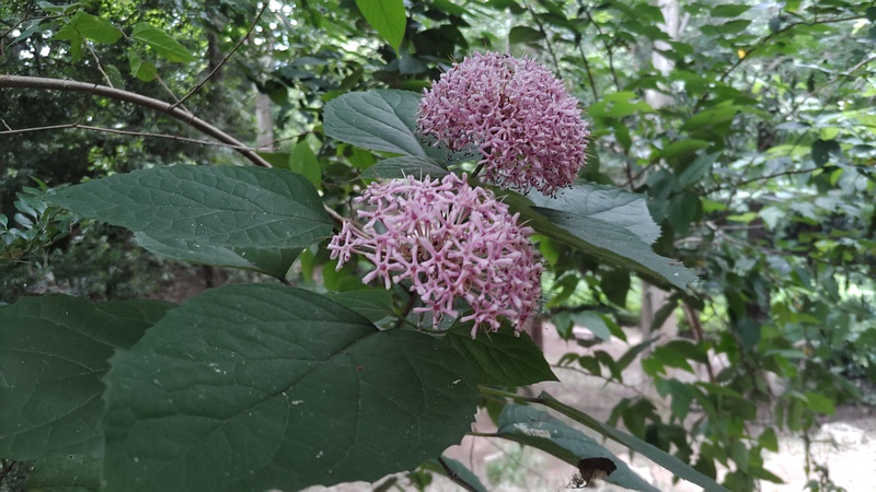 ボタンクサギの花 横浜市旭区希望が丘水の森公園