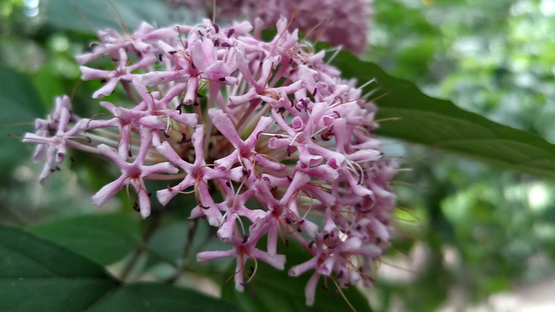 ボタンクサギの花 横浜市旭区希望が丘水の森公園