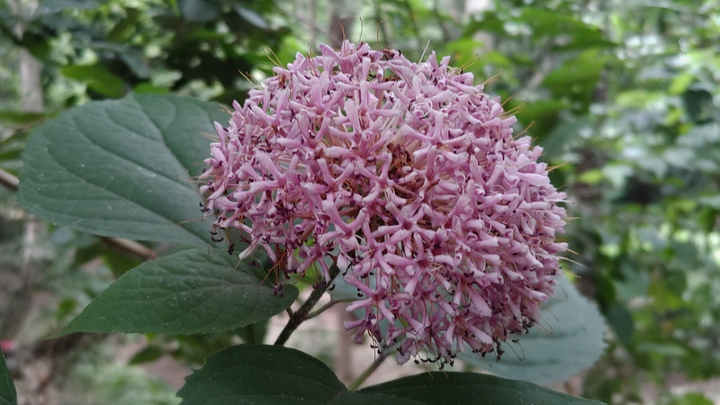 ボタンクサギの花 横浜市旭区希望が丘水の森公園