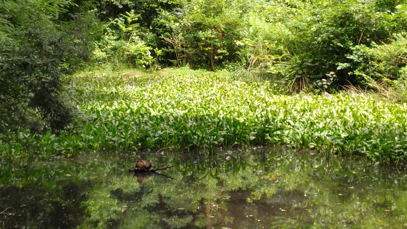 ヘラオモダカ 横浜市旭区希望が丘水の森公園