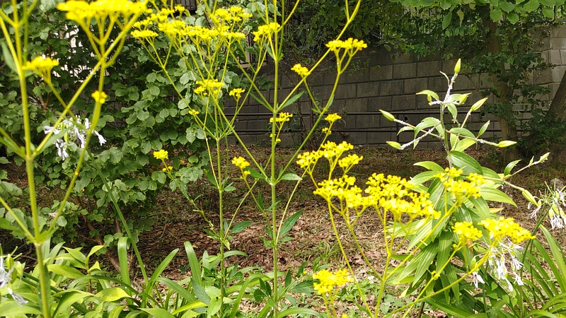 オミナエシの花 横浜市旭区希望が丘水の森公園