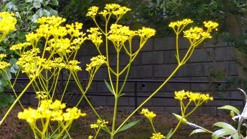 オミナエシの花 横浜市旭区希望が丘水の森公園