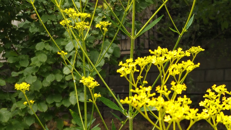 オミナエシの花 横浜市旭区希望が丘水の森公園