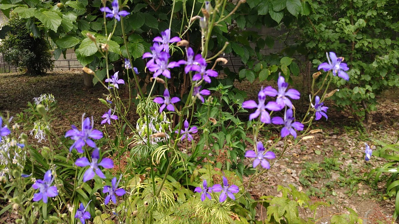 ヒエンソウの花 横浜市旭区希望が丘水の森公園