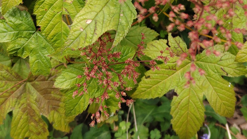 シモツケソウの花後 横浜市旭区希望が丘水の森公園