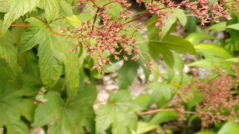 シモツケソウの花後 横浜市旭区希望が丘水の森公園