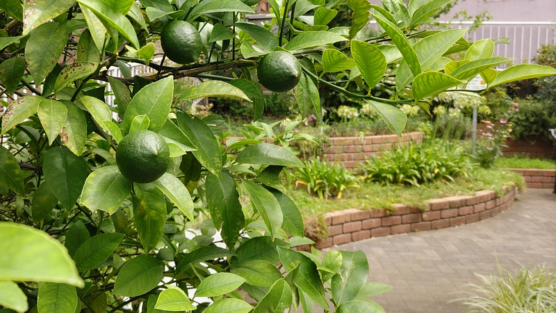 レモンの果実 横浜市旭区中希望が丘