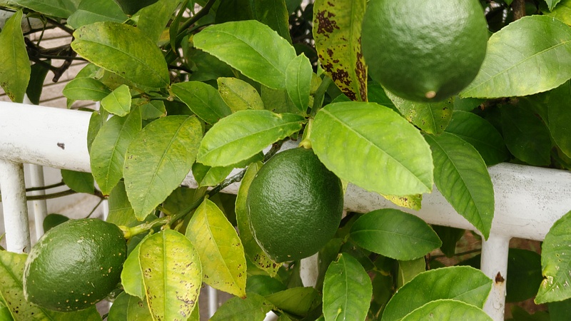 レモンの果実 横浜市旭区中希望が丘