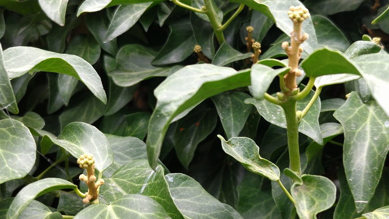 キヅタの蕾 横浜市旭区中希望が丘