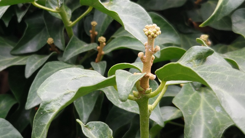 キヅタの蕾 横浜市旭区中希望が丘