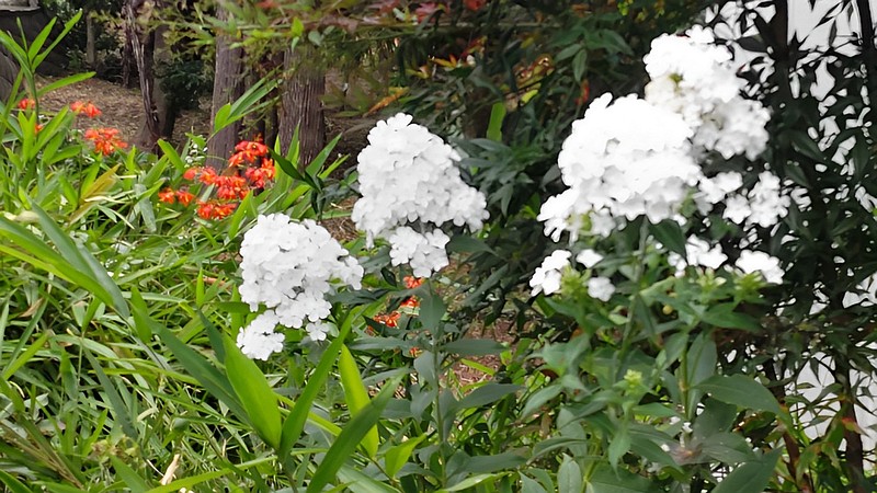 クサキョウチクトウの花 横浜市旭区希望が丘ふれあいの森公園