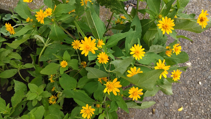 メランポジウムの花 横浜市旭区今宿町