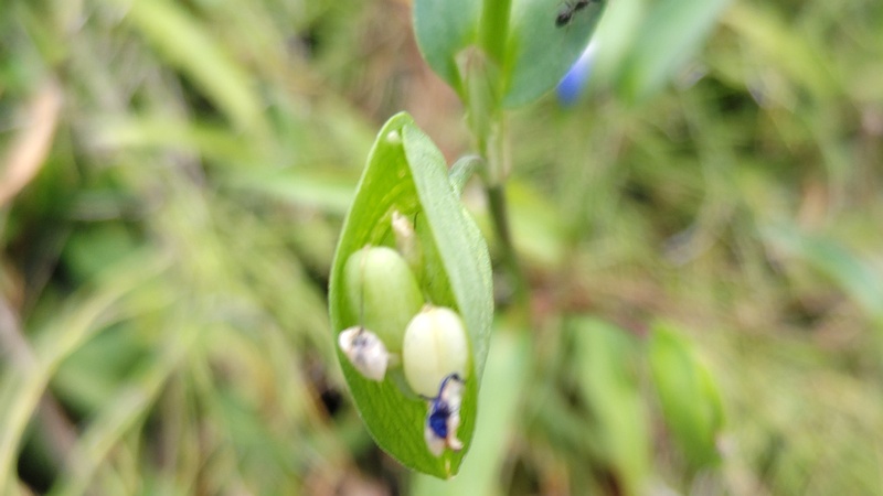 ツユクサの若い果実 横浜市旭区今宿南町