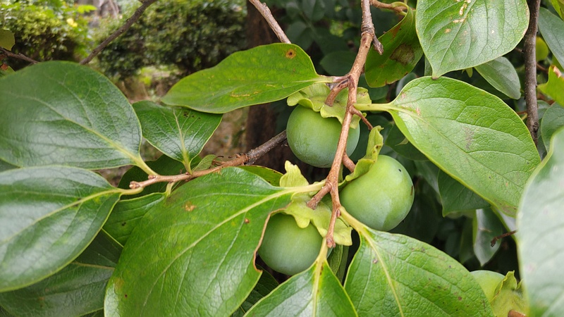 カキノキの若い果実 横浜市旭区今宿南町