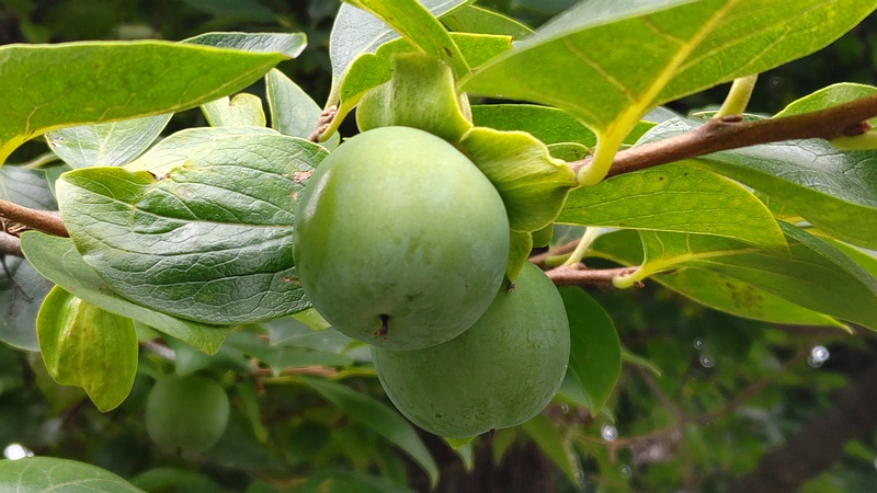 カキノキの若い果実 横浜市旭区今宿南町