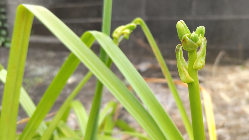 ワスレグサの蕾 横浜市旭区今宿南町