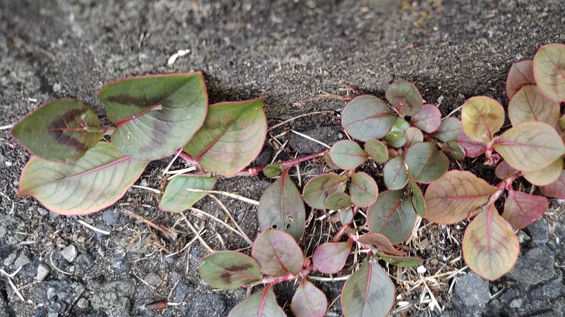 ヒメツルソバ 横浜市旭区今宿南町