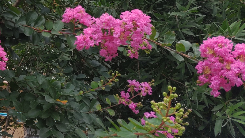 サルスベリの花 横浜市旭区今宿南町