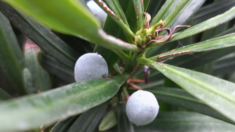 イヌマキの若い果実 横浜市旭区今宿南町