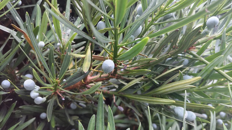 イヌマキの若い果実 横浜市旭区今宿南町