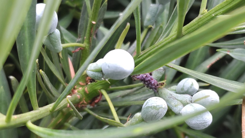 イヌマキの若い果実 横浜市旭区今宿南町