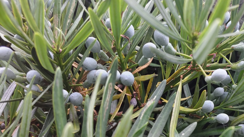 イヌマキの若い果実 横浜市旭区今宿南町