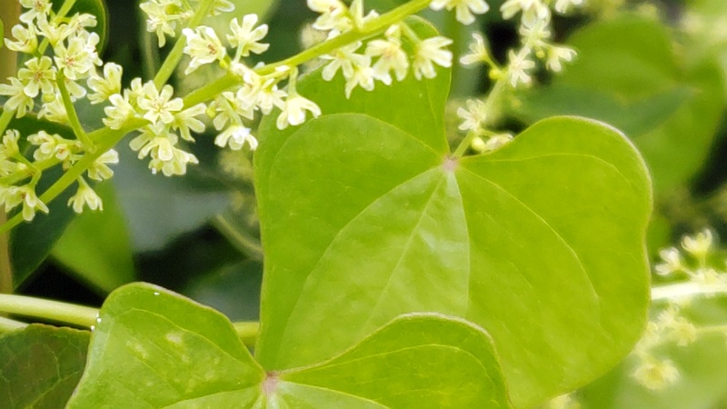 オニドコロの花 横浜市旭区今宿南町