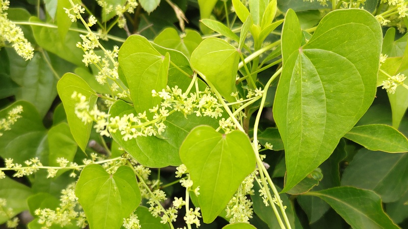 オニドコロの花 横浜市旭区今宿南町