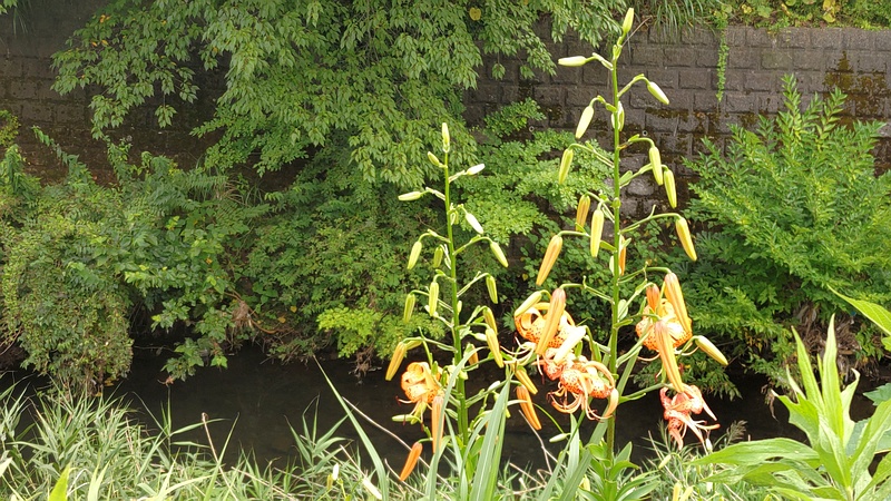 オニユリの花 横浜市旭区今宿南町