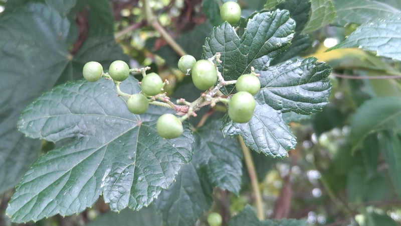ノブドウの若い果実 横浜市旭区今宿東町