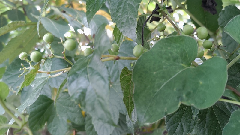 ノブドウの若い果実 横浜市旭区今宿東町