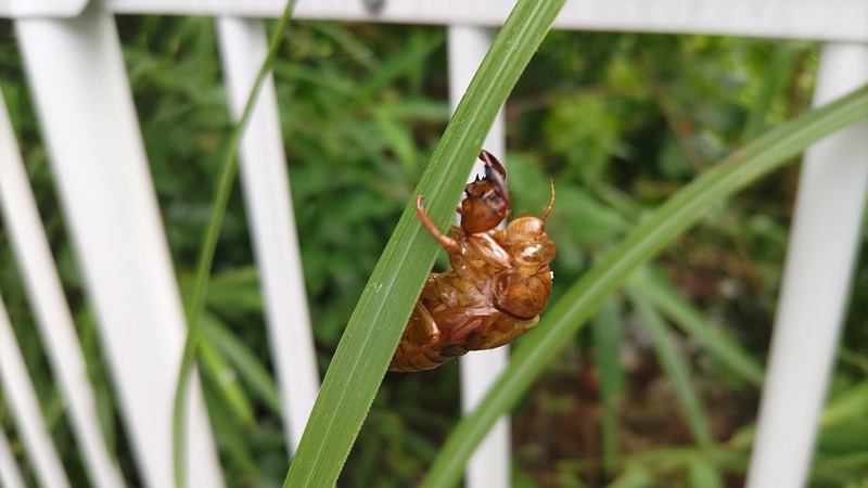 ススキのセミの抜け殻 横浜市旭区今宿東町