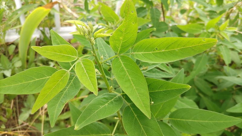 アレチヌスビトハギ 横浜市旭区今宿東町