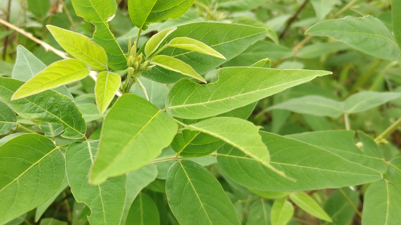 アレチヌスビトハギ 横浜市旭区今宿東町