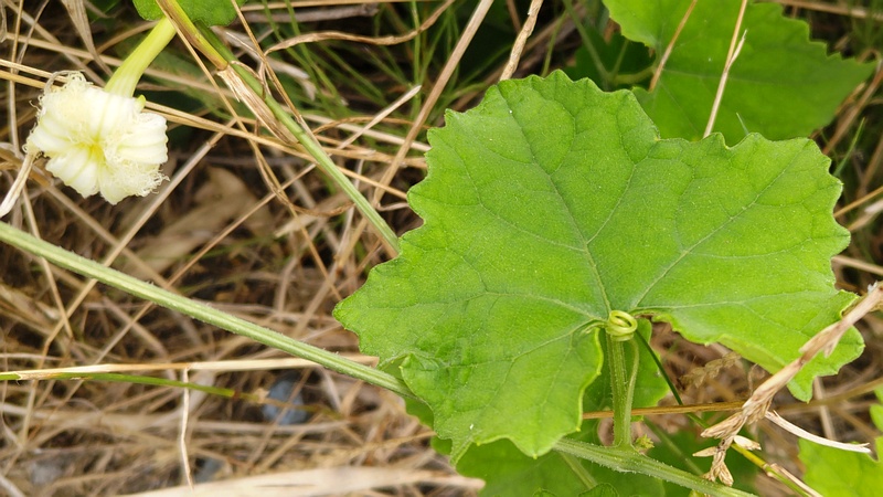 カラスウリの花 横浜市旭区鶴ヶ峰本町